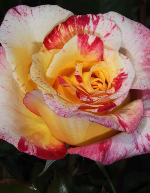 Edelrose 'Camille Pissaro'