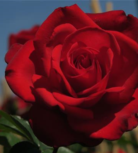 Edelrose 'Grande Amore'®