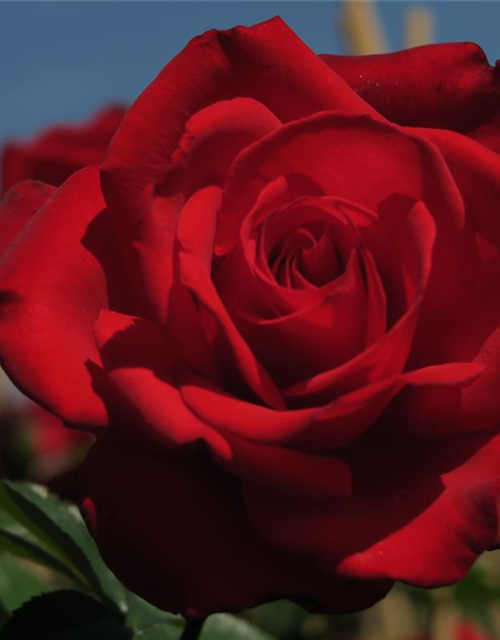 Edelrose 'Grande Amore'®