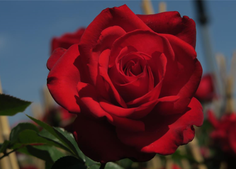 Edelrose 'Grande Amore'®