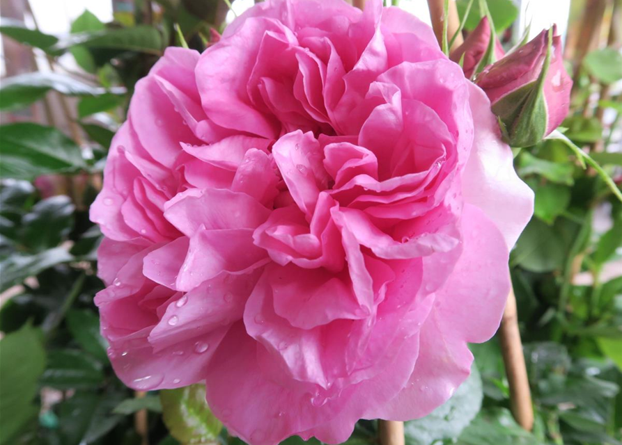 Edelrose 'Pompadour'®