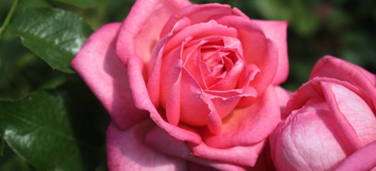 Edelrose 'Wedding Bells'®