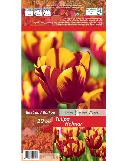 Einfache Tulpe 'Helmar'