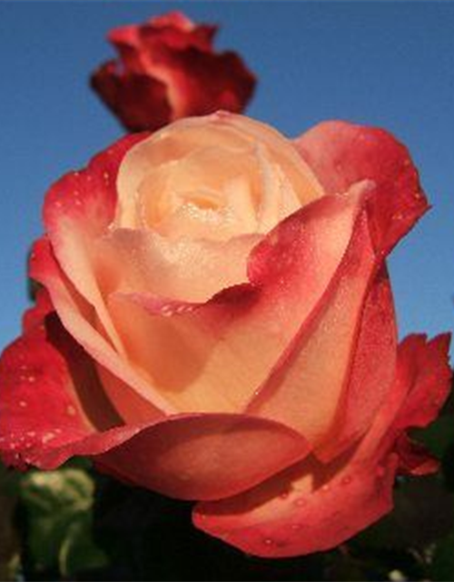 Edelrose 'Nostalgie'®