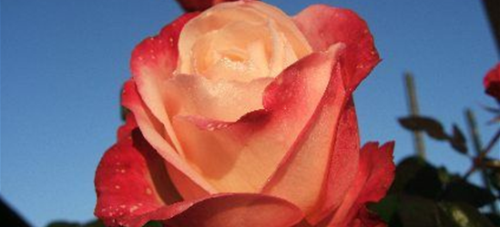 Edelrose 'Nostalgie'®