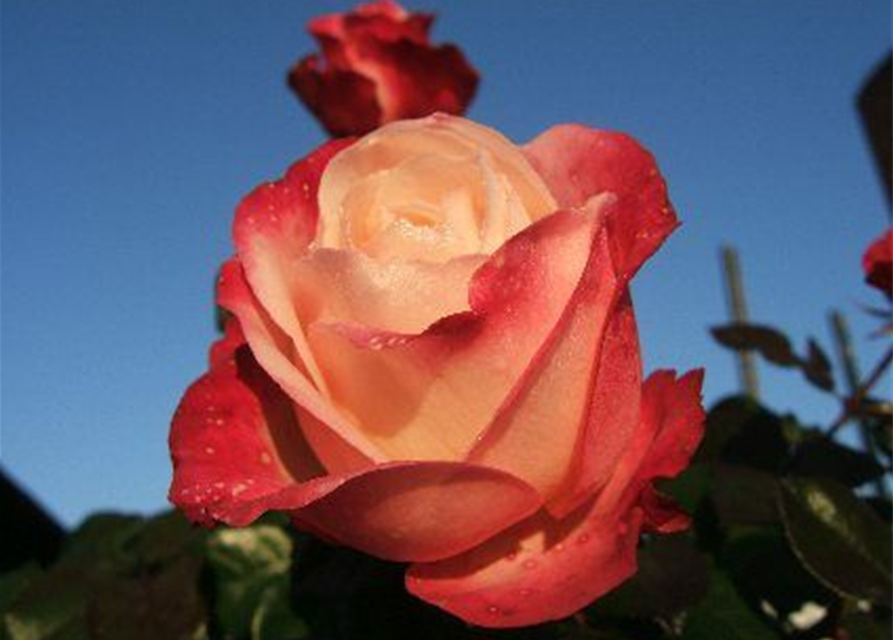 Edelrose 'Nostalgie'®