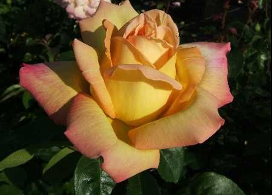 Edelrose 'Peace'