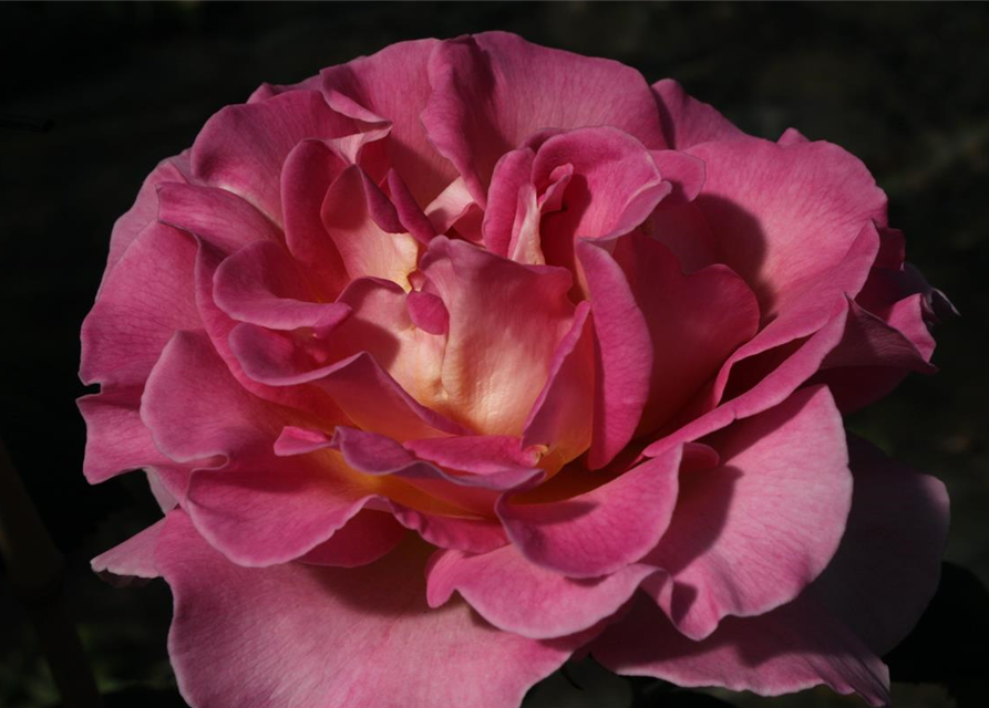 Edelrose 'Pink Paradise'®