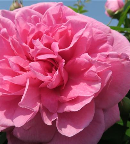 Englische Strauchrose 'Gertrude Jekyll'®