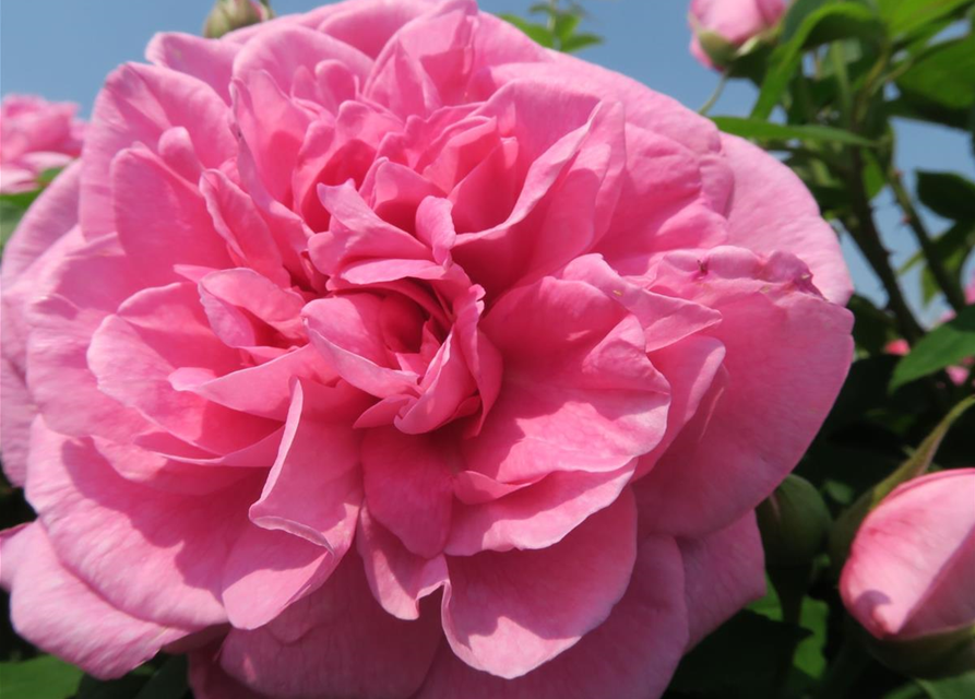 Englische Strauchrose 'Gertrude Jekyll'®