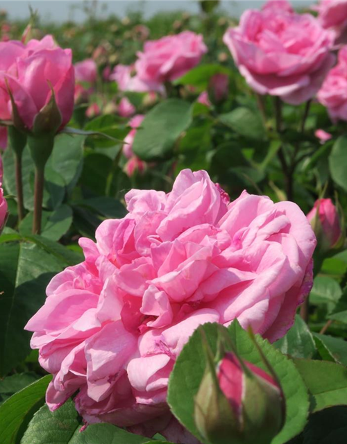 Englische Strauchrose 'Gertrude Jekyll'®