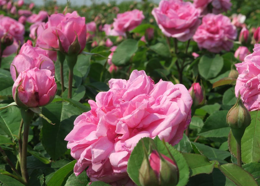 Englische Strauchrose 'Gertrude Jekyll'®