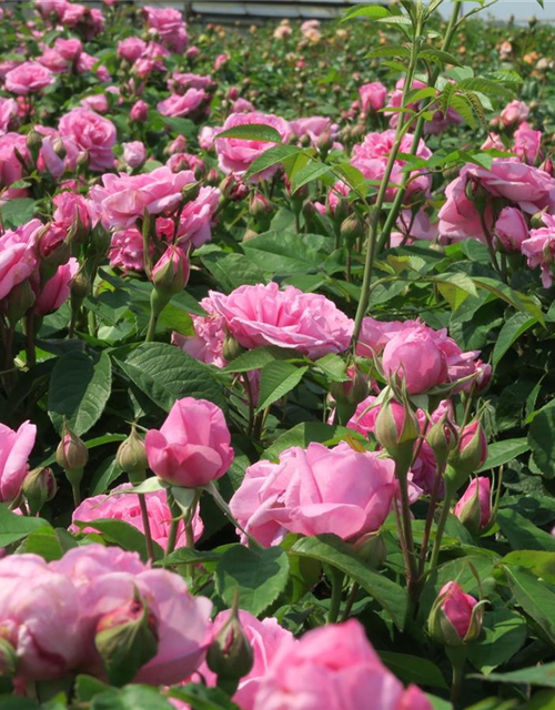 Englische Strauchrose 'Gertrude Jekyll'®