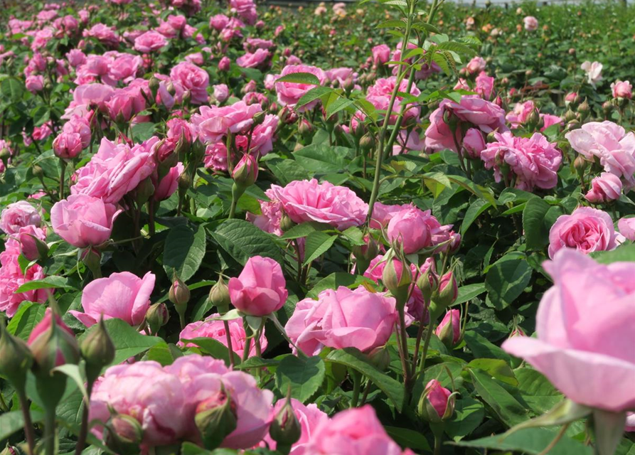 Englische Strauchrose 'Gertrude Jekyll'®