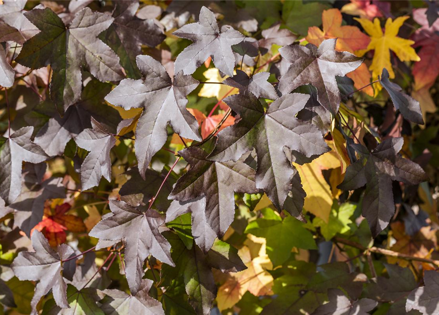 Amerikanischer Amberbaum