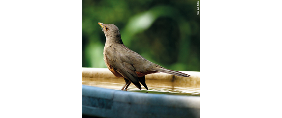 TIPPS ZUR WINTERVOGELFüTTERUNG!